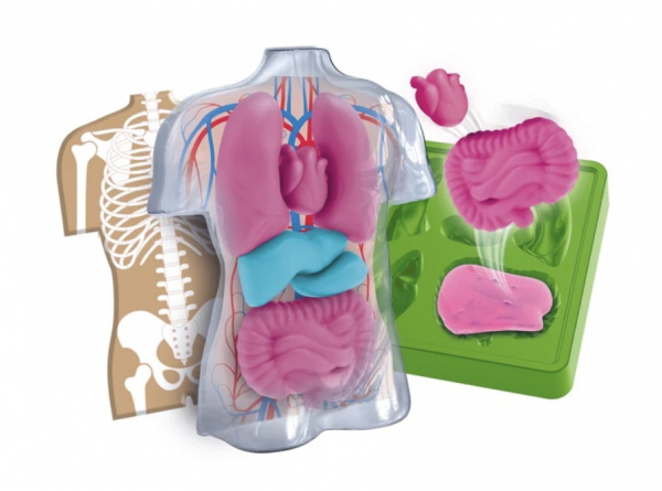 ANATOMIA
